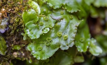 Novel Reference Bioimaging Enhances Assessment of Phenotypic Characters of Bryophytes
