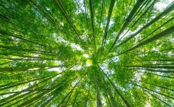 Remote Sensing Helps Monitor Bamboo Forest Damage