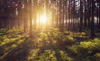 Study Helps Detect Forest Changes Using Optical Imaging