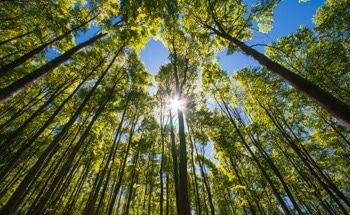 Satellite Radar Technology Used to Help Monitor Forest Species