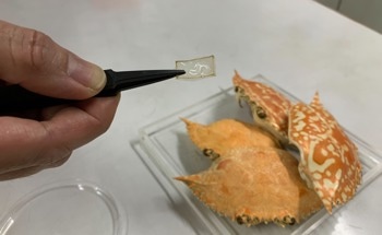 Developing Biodegradable Optical Components from Crab Shells