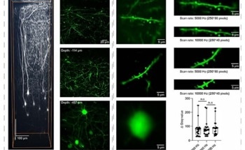 Two-Photon Microscopy System Observes Fast Biological Processes