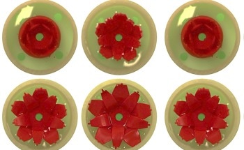'Morphing Skin' Animals Inspire New Energy-Efficient Displays