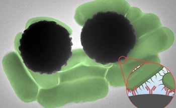 A Faster Way to Find Bacteria in Food, Water, and Clinical Samples