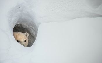 Monitoring Denning Polar Bears with SAR and Machine Learning