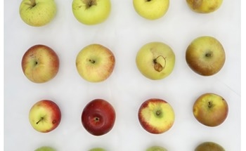 Computer Vision and Neural Networks to Help Detect Crop Diseases
