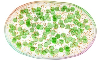 SPiRI: High-Resolution 3D Imaging of Thylakoid Membranes in Chloroplasts