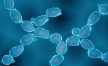 Understanding Yeast Membrane Microdomains with Cryo-EM