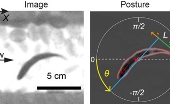 Mikrotron Cameras Reveal Adaptive Behavior of Fish Exposed to Hydro-Peaking
