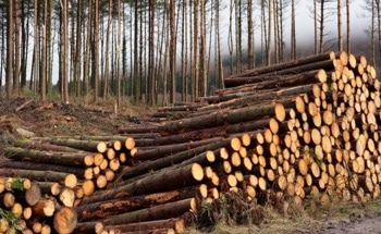 ‘Nature’s Glue’ from Sawdust Gets to the Root of Sustainable Chemicals Challenge