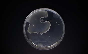 Advancements in Biofilm Analysis: Bacillus Subtilis Under the Microscope