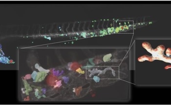 New Microscope Reveals Biological Dynamics from Organism to Cell