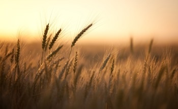 Improving Wheat Quality Predictions with Fluorescence Spectroscopy