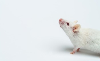 Exploring Vision Diseases in Mice with Multimodal Optics