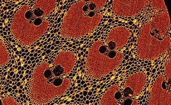 Striking New Images Showcase State-of-the-Art Micro-CT Scanner