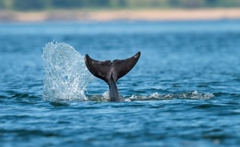 Feasibility of High-Resolution Satellite Monitoring of Cetaceans