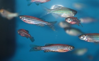 New Light-Sheet Microscope Maps Rapid Neural Activity Across Zebrafish Brains