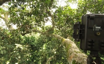 Forest Floor to Treetops, Cameras Reveal Congo Basin’s Hidden Wildlife