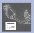 J.C. Nabity Lithography Systems-NPGS