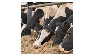 From Raw Materials to Final Products: Applications of FT-NIR and XRF in Feed Production